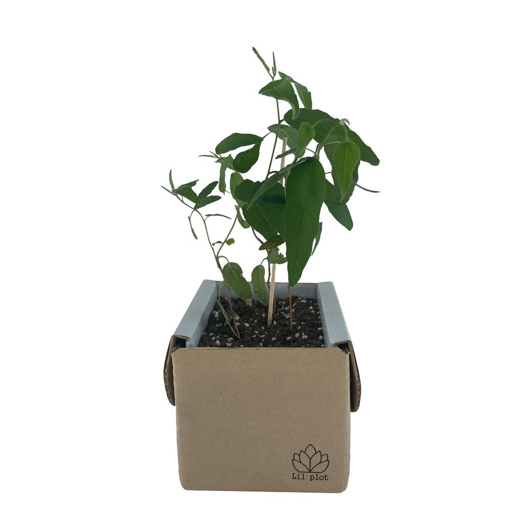 DIY Trädkit - Ekostuff.se