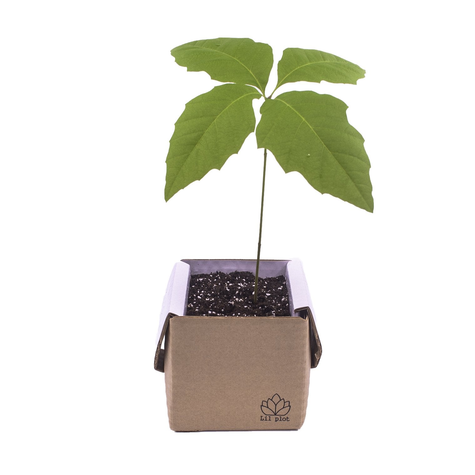 DIY EK trädkit - Ekostuff.se