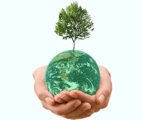 Klimatkompensation - Köp Träd! - Ekostuff.se